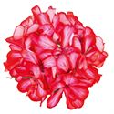 Afbeelding van Geranium Hang P12 Double Royal Candy Cane